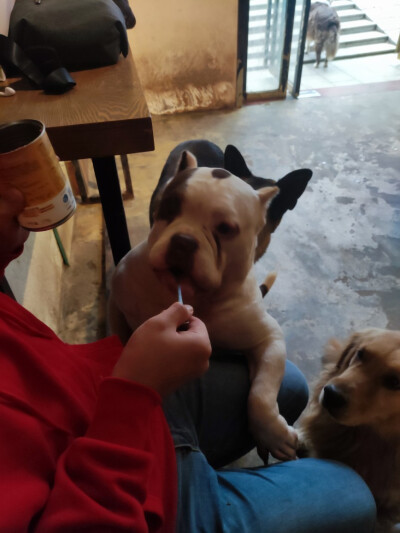 Iris喜欢招猫逗狗