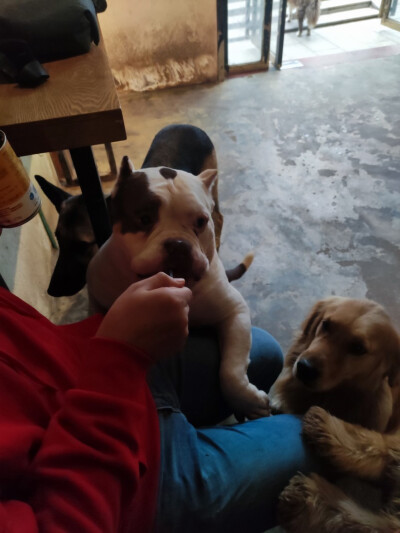 Iris喜欢招猫逗狗