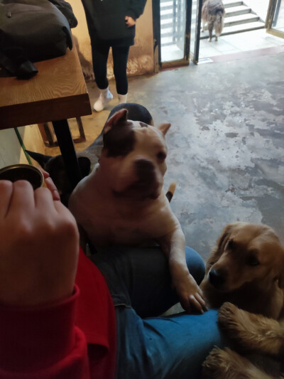 Iris喜欢招猫逗狗