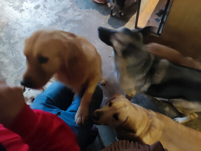 Iris喜欢招猫逗狗