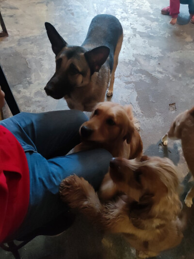 Iris喜欢招猫逗狗