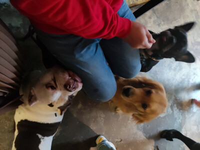 Iris喜欢招猫逗狗