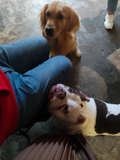 Iris喜欢招猫逗狗