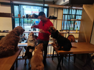 Iris喜欢招猫逗狗