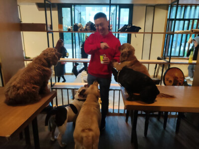 Iris喜欢招猫逗狗