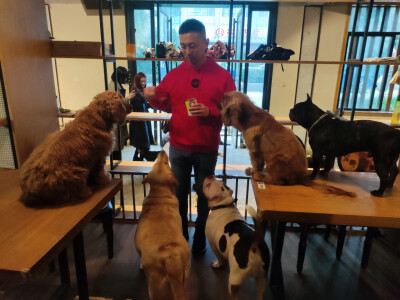 Iris喜欢招猫逗狗