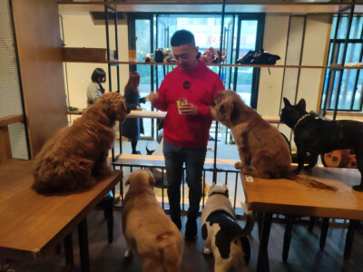 Iris喜欢招猫逗狗