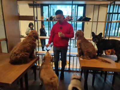 Iris喜欢招猫逗狗