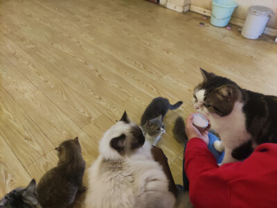 Iris喜欢招猫逗狗