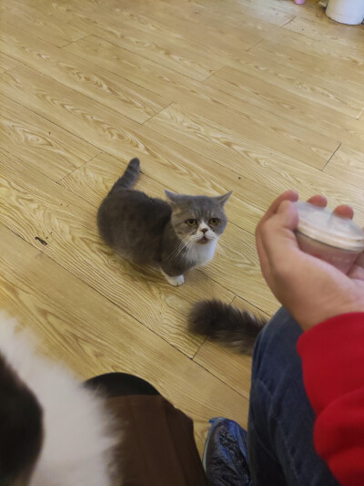 Iris喜欢招猫逗狗