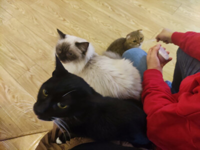 Iris喜欢招猫逗狗