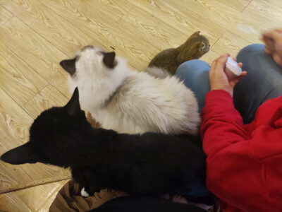 Iris喜欢招猫逗狗