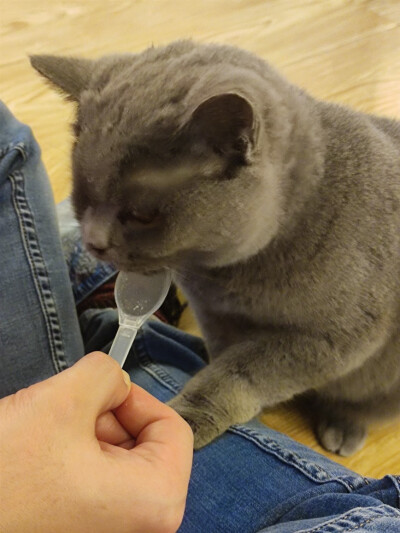 Iris喜欢招猫逗狗