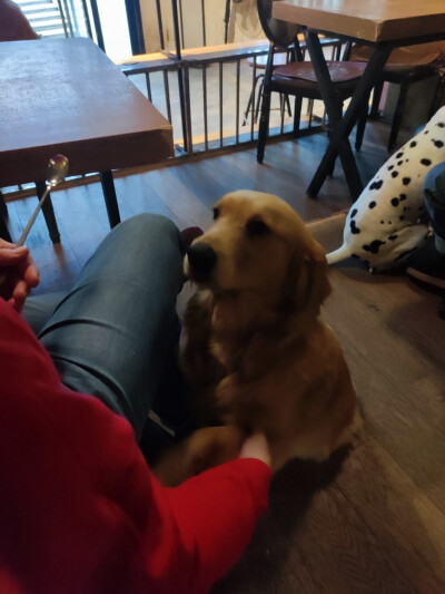 Iris喜欢招猫逗狗