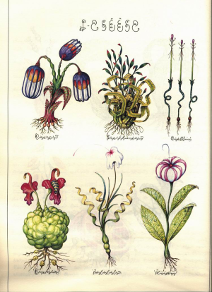 Luigi.Serafini.-.Codex.Seraphinianus