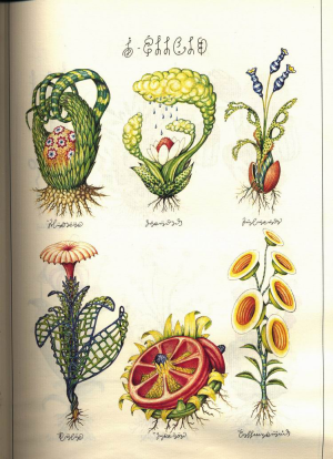 Luigi.Serafini.-.Codex.Seraphinianus