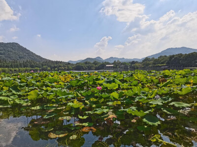 风景