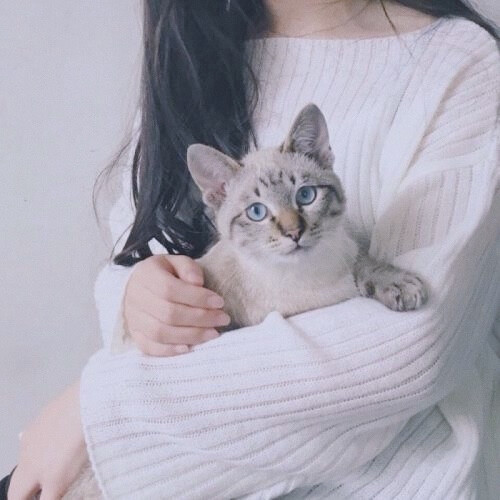 猫和女孩