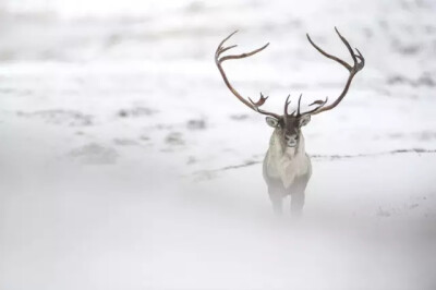 法国摄影师文森特·穆尼尔（Vincent Munier），一位以冬日作品闻名的自然摄影师。