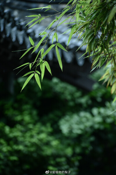 江南的雨