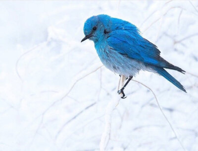 雪中蓝色知更鳥 