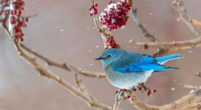 雪中蓝色知更鳥 