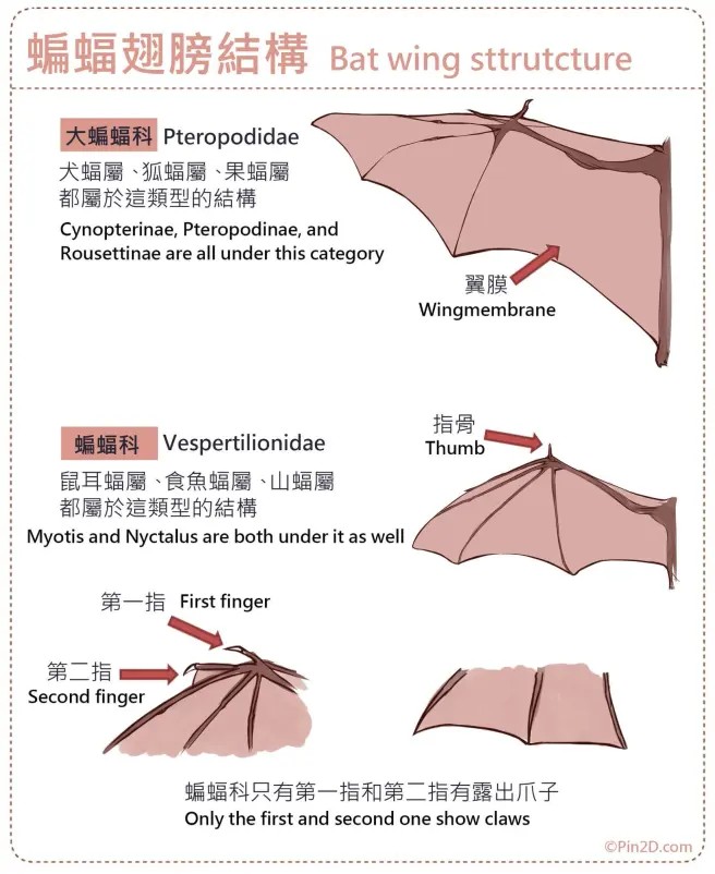 翅膀