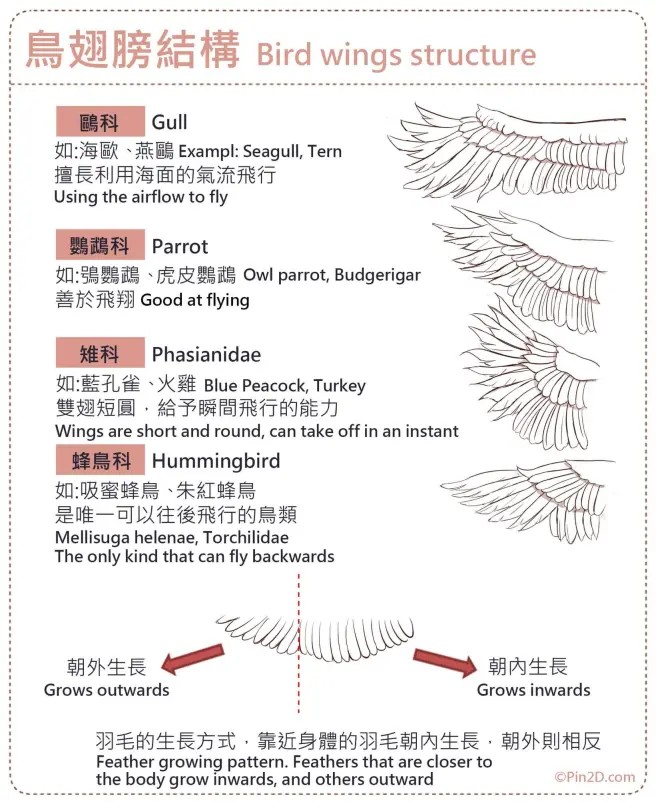 翅膀