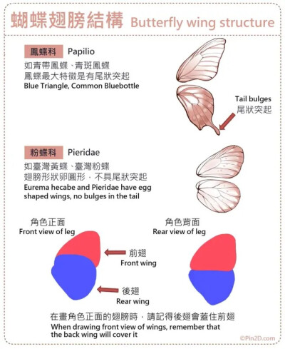 翅膀