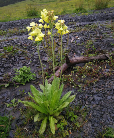 钟花报春