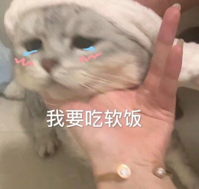 表情包 猫狗