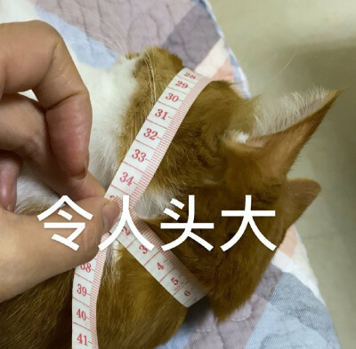 猫狗表情包