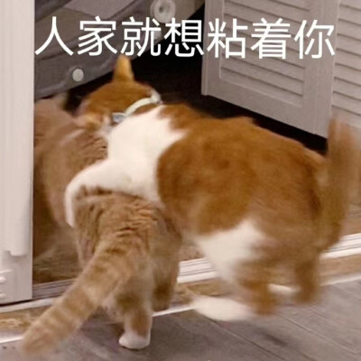 猫狗表情包