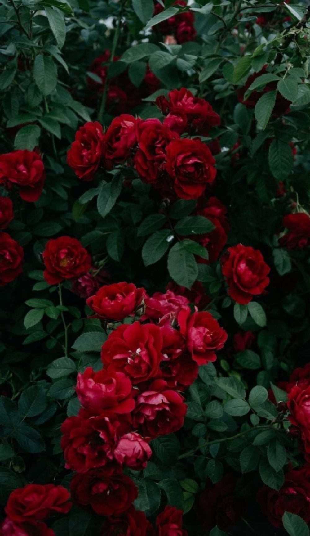 1000_1727竖版 竖屏