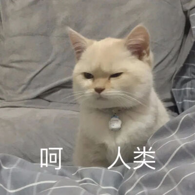 小猫咪表情包