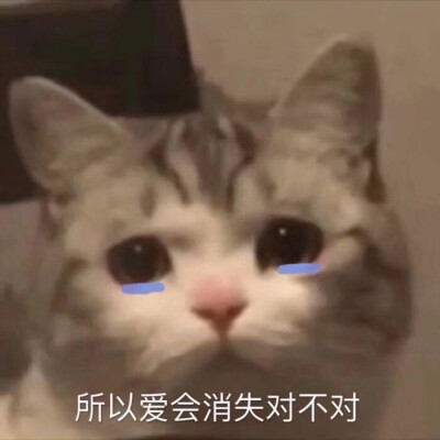 猫猫狗狗小动物头像