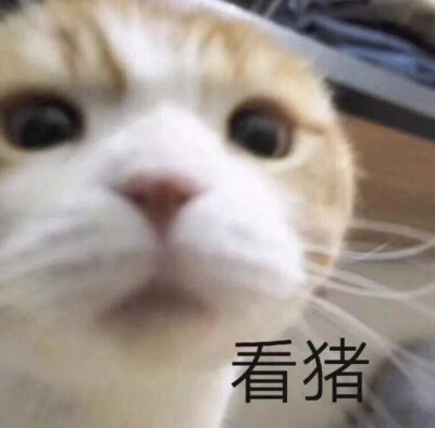 猫猫狗狗小动物头像