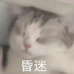 猫猫狗狗小动物头像