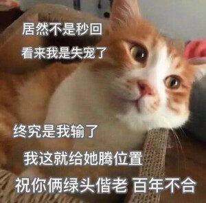 表情包什么的