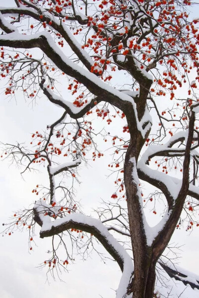 冰雪