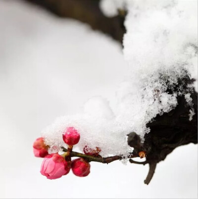 冰雪