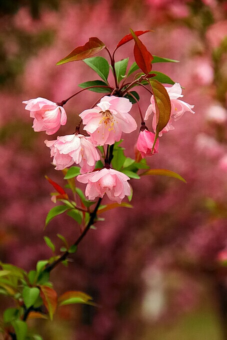 四月花开