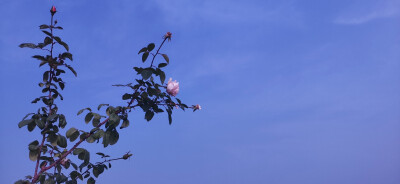 原相机，挺满意的