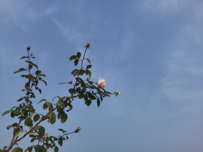 原相机，挺满意的