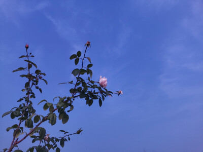 原相机，挺满意的