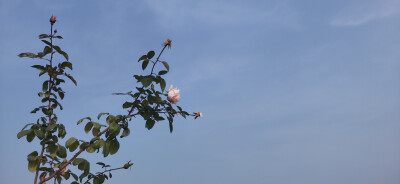 原相机，挺满意的