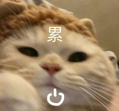 小猫表情包