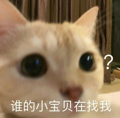 小猫表情包