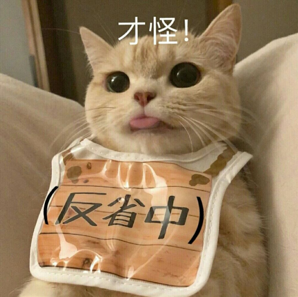 小猫表情包