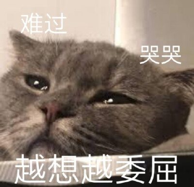 猫咪表情包 可爱